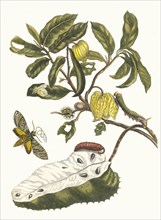 Zuursak. From the Book Metamorphosis insectorum Surinamensium, 1705. Private Collection.