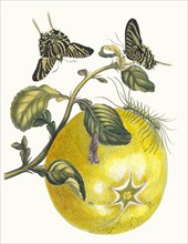 Pompelmous. From the Book Metamorphosis insectorum Surinamensium, 1705. Private Collection.