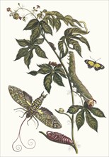 Ricinus d'Amerique. From the Book Metamorphosis insectorum Surinamensium, 1705. Private Collection.