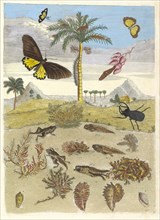 Stag beetle, Amphibians, and Palm trees. From the Book Metamorphosis insectorum Surinamensium, 1705. Private Collection.