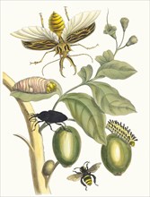 Tabrouba. From the Book Metamorphosis insectorum Surinamensium, 1705. Private Collection.