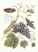 Vigne d'Amerique. From the Book Metamorphosis insectorum Surinamensium, 1705. Private Collection.