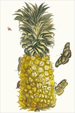 Ananas mur. From the Book Metamorphosis insectorum Surinamensium, 1705. Private Collection.
