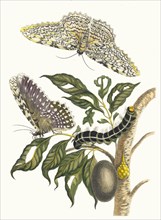 Arbre de gomme-gutte. From the Book Metamorphosis insectorum Surinamensium, 1705. Private Collection.