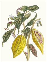 Cacao. From the Book Metamorphosis insectorum Surinamensium, 1705. Private Collection.