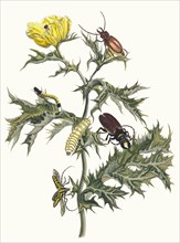 Carduus spinosus. From the Book Metamorphosis insectorum Surinamensium, 1705. Private Collection.