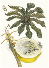 Carica papaya. From the Book Metamorphosis insectorum Surinamensium, 1705. Private Collection.