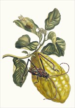 Citronier. From the Book Metamorphosis insectorum Surinamensium, 1705. Private Collection.