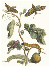 Figuier d'Amerique. From the Book Metamorphosis insectorum Surinamensium, 1705. Private Collection.