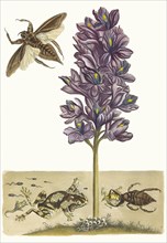 Eichhornia crassipes. From the Book Metamorphosis insectorum Surinamensium, 1705. Private Collection.