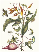 Ipomoea batatas and Heliconia psittacorum. From the Book Metamorphosis insectorum Surinamensium, 1705. Private Collection.