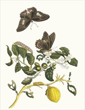 Limonier. From the Book Metamorphosis insectorum Surinamensium, 1705. Private Collection.