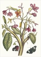 Jasmin des Indes. From the Book Metamorphosis insectorum Surinamensium, 1705. Private Collection.