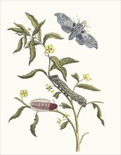Ludwigia octovalvis. From the Book Metamorphosis insectorum Surinamensium, 1705. Private Collection.