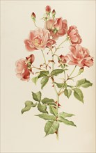 Illustration from The genus rosa by Ellen Willmott, 1914. Private Collection.