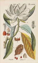 Botanisches Handbuch, 1808. Private Collection.
