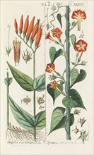 Botanisches Handbuch, 1808. Private Collection.