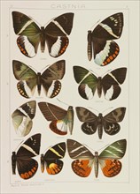 Die Großschmetterlinge der Erde (The Macrolepidoptera of the World), 1909. Private Collection.