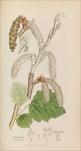 English Botany, 1790-1800. Private Collection.