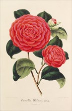 Nouvelle iconographie des Camellias, 1850-1860. Private Collection.