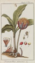 Auswahl schöner und seltener Gewächse, 1795-1798. Private Collection.