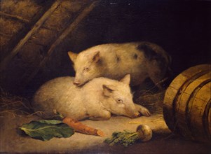 Pigs, late 18th century.
