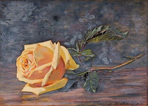 Yellow Rose, 1887.
