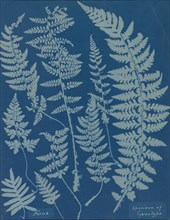 Ferns. Specimen of Cyanotype, 1840s.