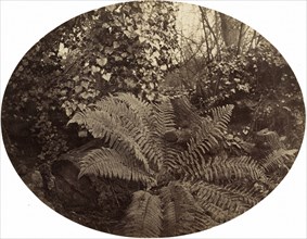 Winter Fronds of the Prickly Fern, c. 1862.