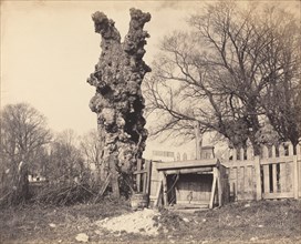 Old Tree near Chatham, 1850s.