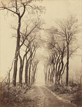 Road and Trees with Hoarfrost, 1860.