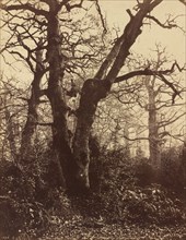 Tree Study, Fontainebleau, 1860.