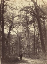 Forest Scene, c. 1865.