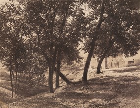 Trees, c. 1855.