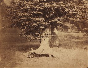 Beech Tree, Forest of Fontainebleau, c. 1856.