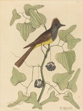 The Crested Flycatcher (Muscicapa cristata), published 1754.
