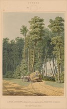 Summer--A Road Accident. A glimpse thro' an opening of the Primitive Forest. Thornville, Ohio, 1841.