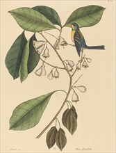 The Finch Creeper (Parus americanus), published 1731-1743.