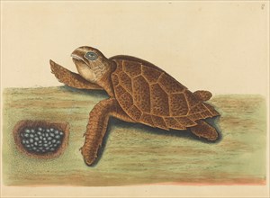 The Hawks-bill Turtle (Testudo caretta), published 1731-1743.