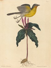 The Yellow-breasted Chat, published 1754.
