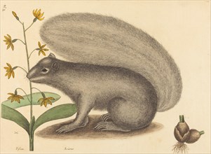 The Grey Fox Squirrel (Sciurus cinereus), published 1731-1743.