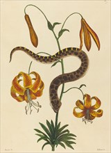 The Hog-nose Snake (Boa contortrix), published 1731-1743.