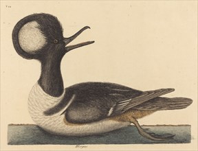 The Round Crested Duck (Mergus cucullatus), published 1731-1743.