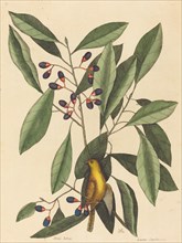 The Yellow Titmouse (Motacilla trochilus), published 1754.