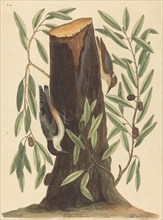 The Nuthatch (Sitta Europaea), published 1754.