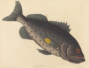 The Rock Fish (Perca venenosa), published 1754.