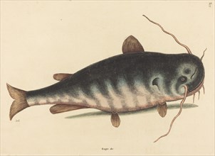 The Cat Fish (Silurus catus), published 1754.