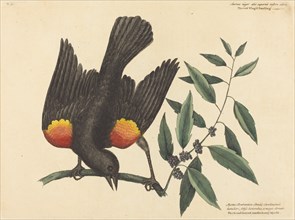 The Red Winged Starling (Oriolus phoeniceus), published 1754.