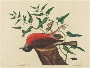 The Fieldfare of Carolina (Turdus migratorius), published 1731-1743.