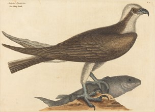 The Fishing Hawk (Falco haliaetus), published 1754.
